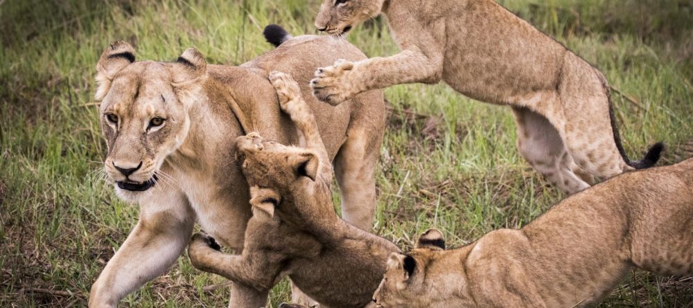 Mombo Camp, Moremi Game Reserve, Botswana - Image 20