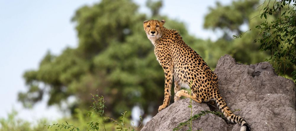 Mombo Camp, Moremi Game Reserve, Botswana - Image 5