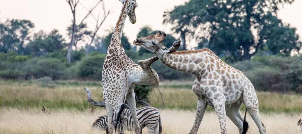 Mombo Camp, Moremi Game Reserve, Botswana - Image 6