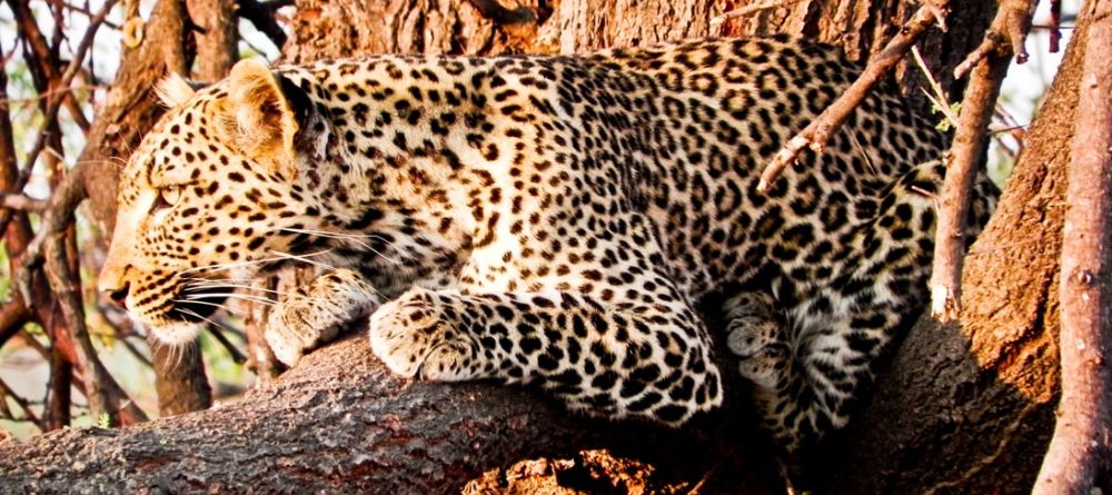 Mwagusi Camp, Ruaha National Park, Tanzania - Image 12