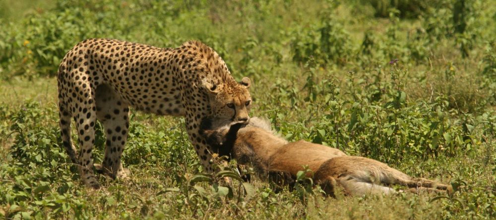 Mwiba Lodge, Serengeti National Park, Tanzania - Image 12