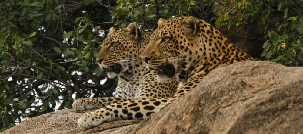 Mwiba Lodge, Serengeti National Park, Tanzania - Image 10