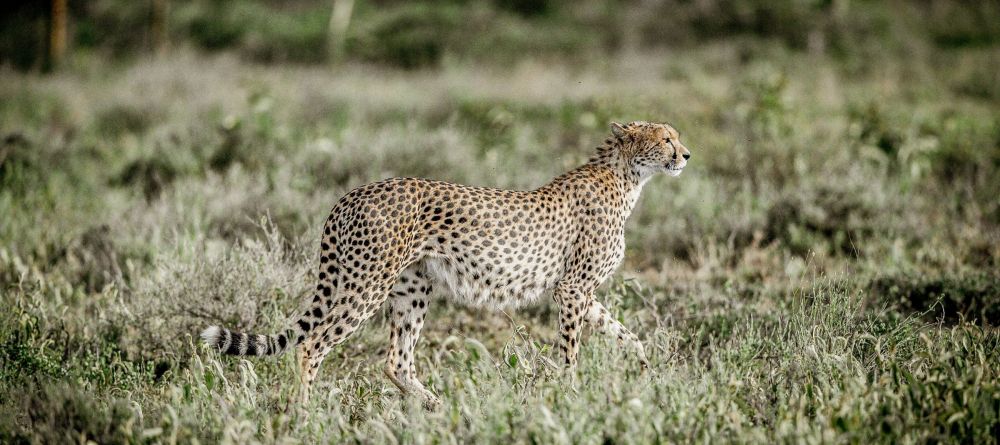 Mwiba Lodge, Serengeti National Park, Tanzania - Image 4