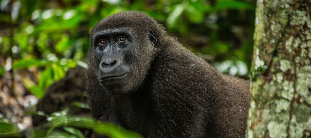 Lango Camp Gorilla - Image 30