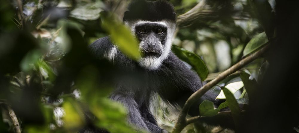 Lango Camp Colobus Monkey - Image 32