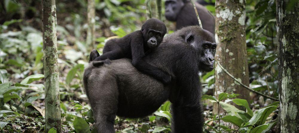 Lango Camp Gorilla mom and baby - Image 1