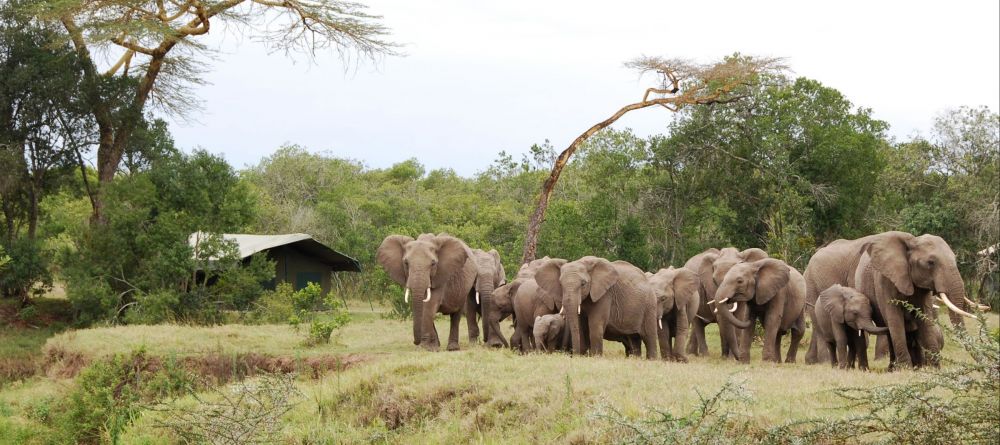 Ol Pejeta Bush Camp, Ol Pejeta Reserve, Kenya - Image 8