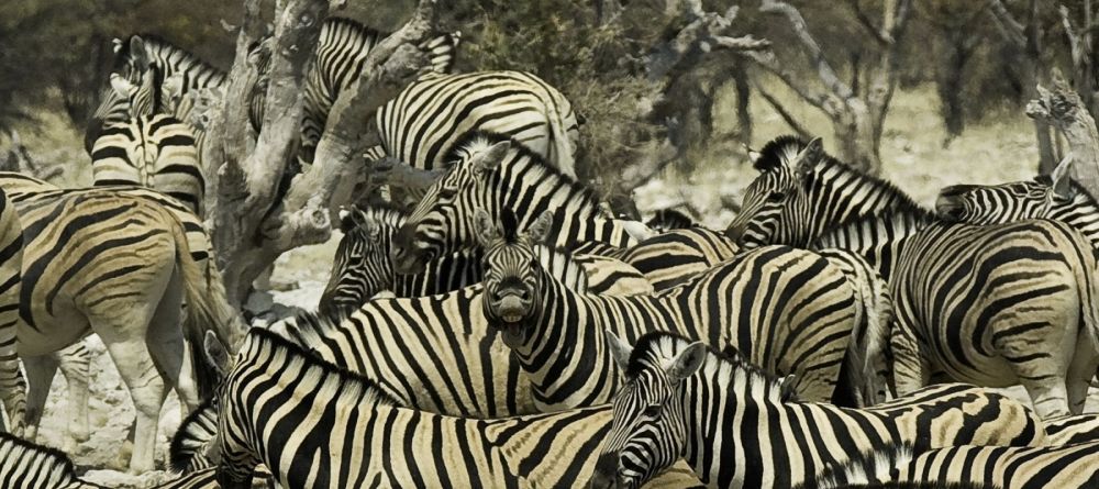 Onguma Treetop Camp, Etosha National Park, Namibia - Image 6