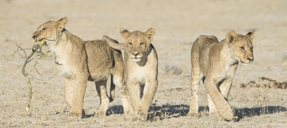 Ongava Tented Camp, Etosha National Park, Namibia - Image 3