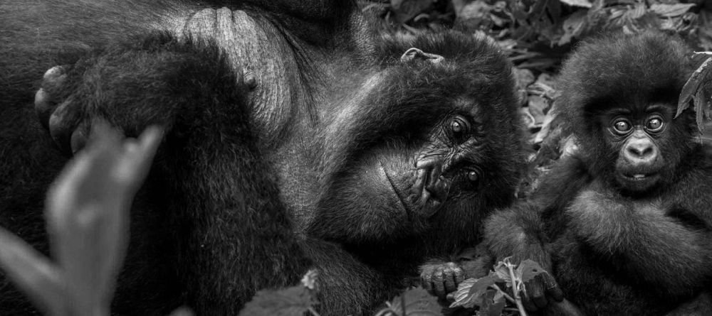 Gorillas - Image 7