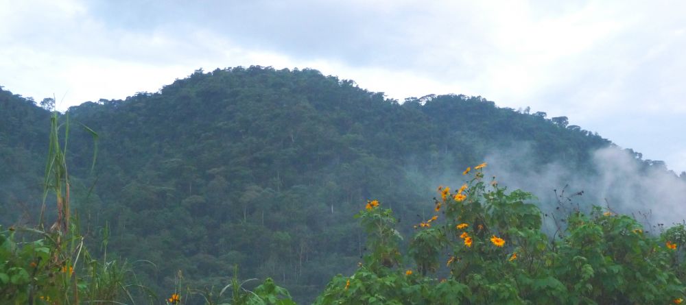 Beautiful flowers on the mountains at Buhoma Lodge Bwindi, Bwindi Impenetrable Forest, Uganda (Mango Staff photo) - Image 12