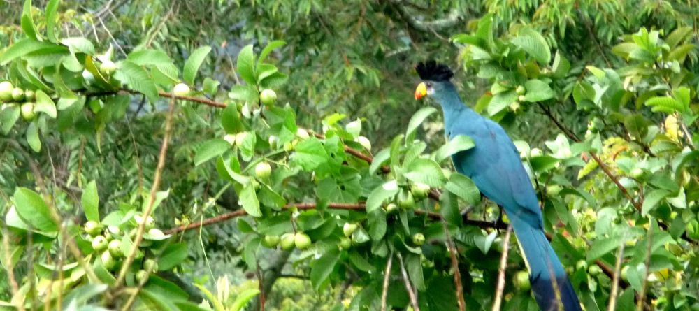 Stunning local bird life at Ndali Lodge, Kibale Forest National Park, Uganda (Mango Staff photo) - Image 19