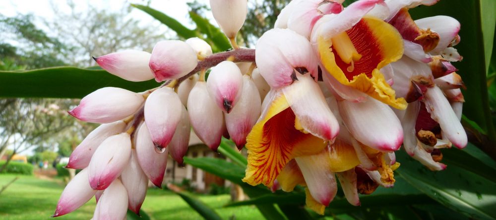 Beautiful gardens at Ndali Lodge, Kibale Forest National Park, Uganda (Mango Staff photo) - Image 5