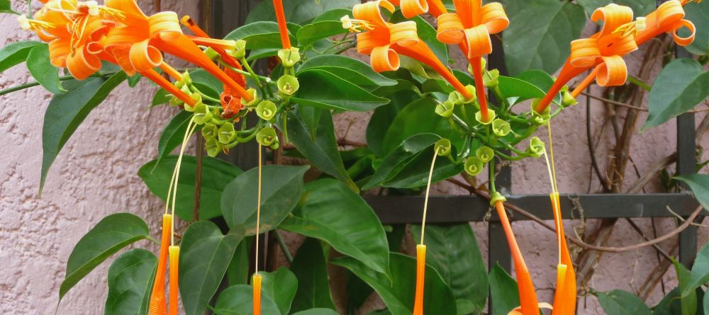 Garden splendor at Boma Lodge, Entebbe, Uganda (Mango Staff photo) - Image 3