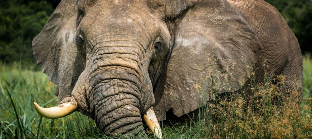 Bush Lodge - Elephant - Image 1