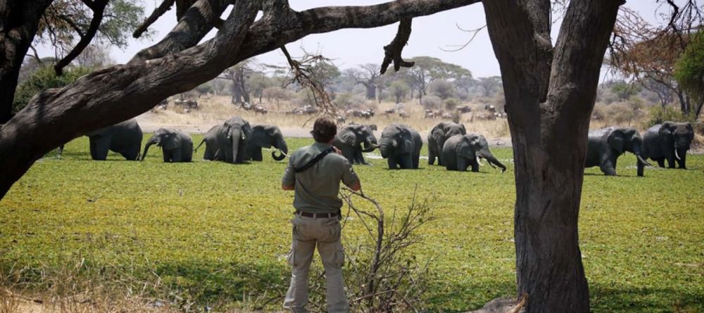 More elephants - Image 6