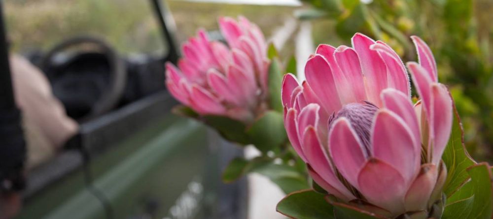 Pink Protea on a scenic drive - Image 2