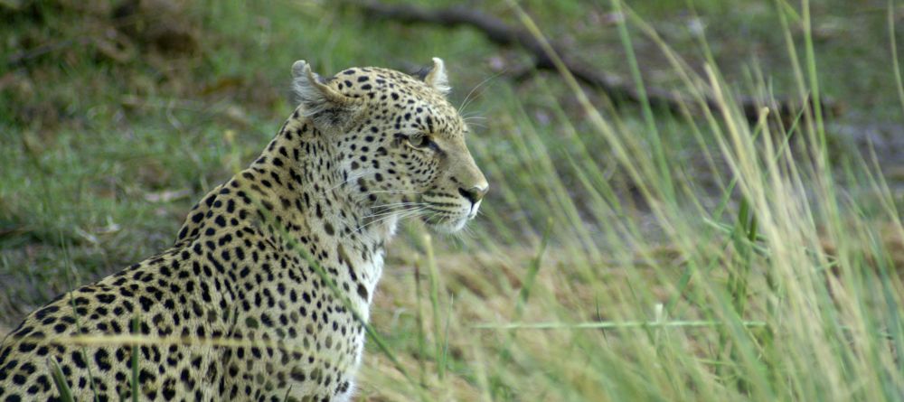 Pom Pom Camp, Okavango Delta, Botswana - Image 14