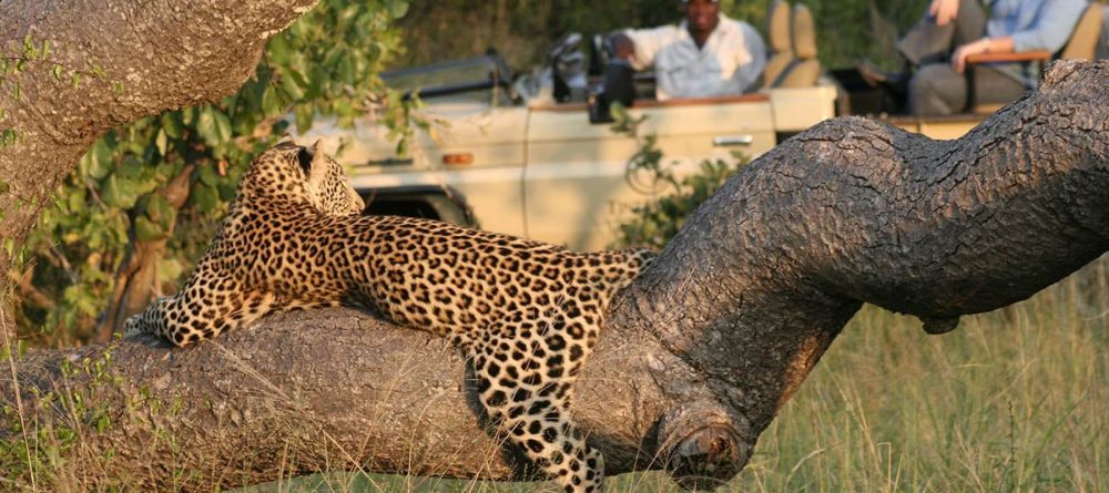 Timbavati Safari Lodge - Image 4