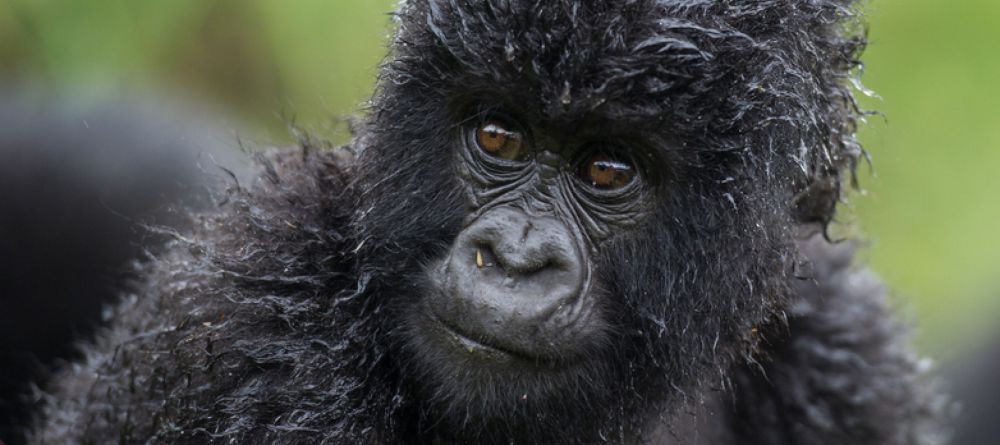 Bisate Lodge Gorilla - Image 17