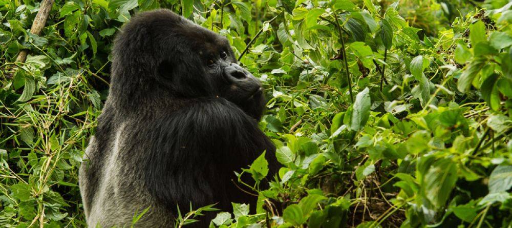 Bisate Lodge Gorilla - Image 18