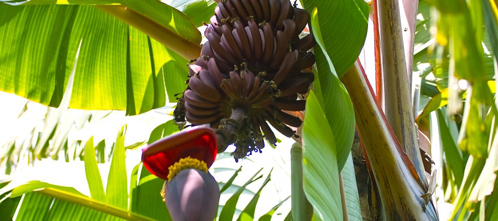 Red bananas at Arumeru River Lodge, Arusha, Tanzania - Image 7