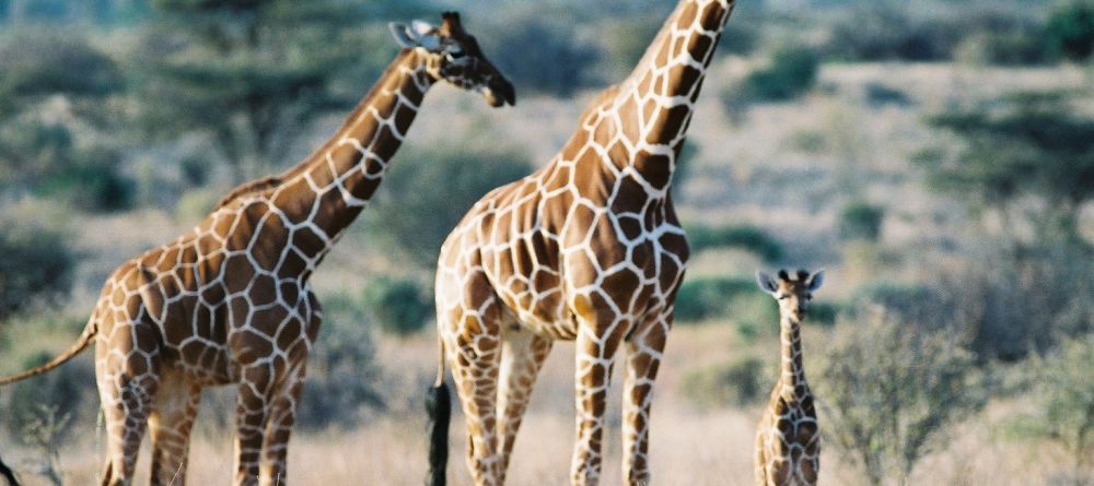 Reticulated Giraffe - Image 3