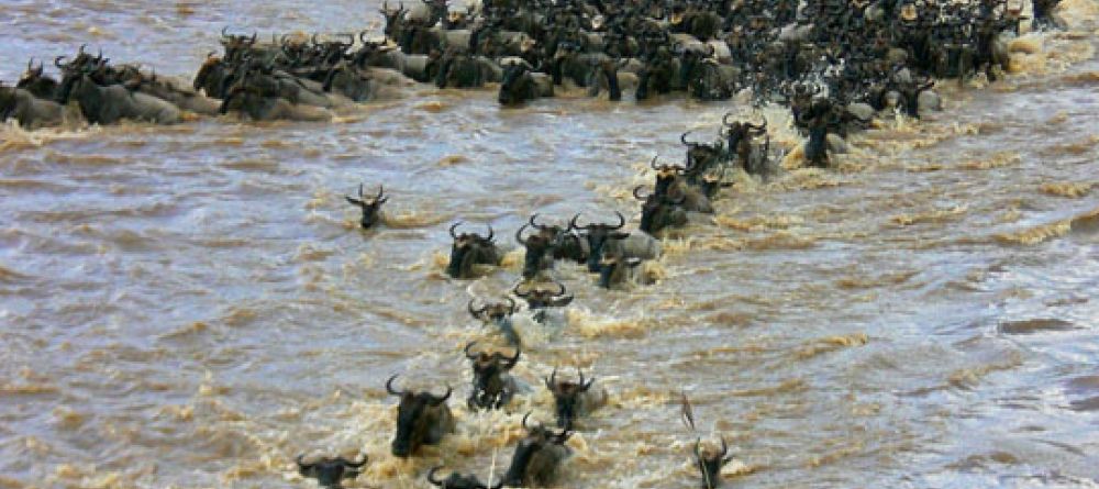 Wildebeest migration river crossing - Image 8