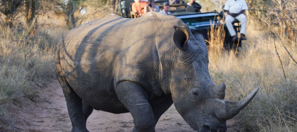 A rare encounter with a rhino at Royal Malewane, Kruger National Park, South Africa - Image 16