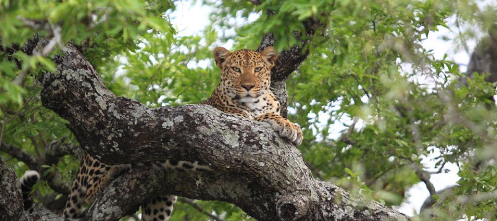 A leopard relaxes in a tree at Royal Malewane, Kruger National Park, South Africa - Image 14