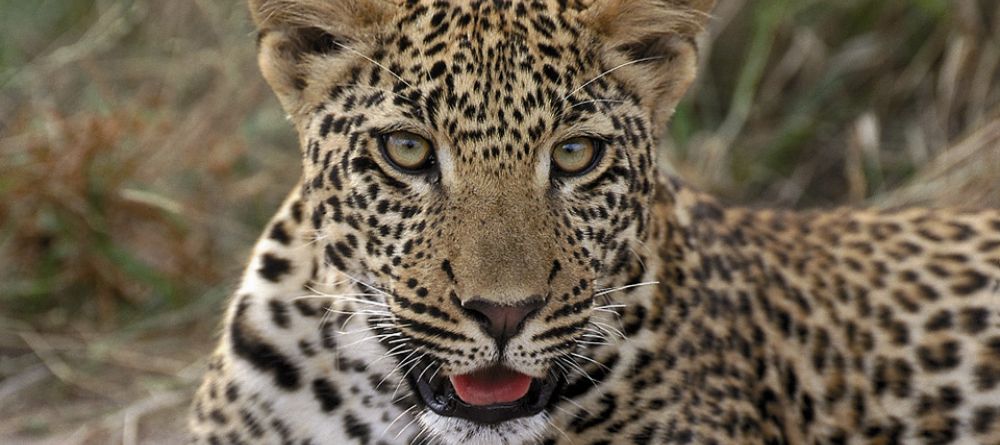 A leopard waits patiently at Royal Malewane, Kruger National Park, South Africa - Image 10