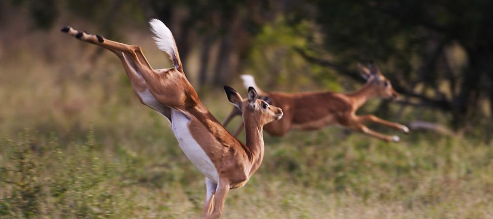 A springy impala flees from predators at Royal Malewane, Kruger National Park, South Africa - Image 8