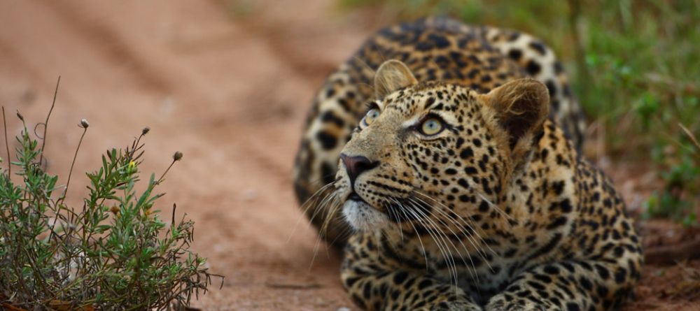 A curious leopard at Royal Malewane, Kruger National Park, South Africa - Image 3