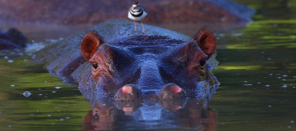 A hippo and his friend at Royal Malewane, Kruger National Park, South Africa - Image 2