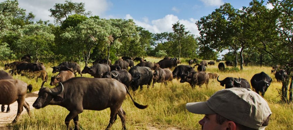 An up-close encounter with the herds during a game drive at Royal Malewane, Kruger National Park, South Africa - Image 1