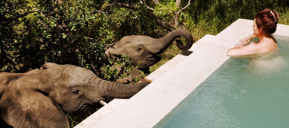 A pair of charming elephants taking a drink from the pool at Royal Malewane, Kruger National Park, South Africa - Image 23