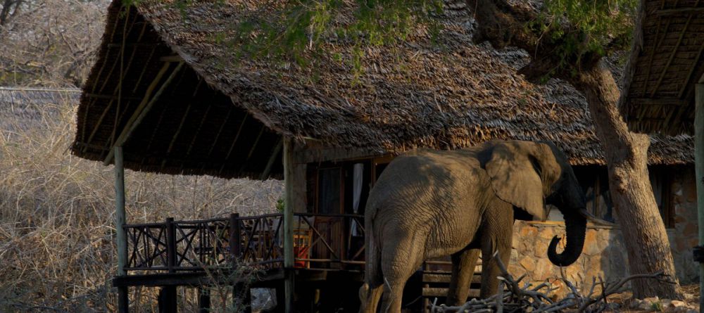 Ruaha River Lodge  - Image 11