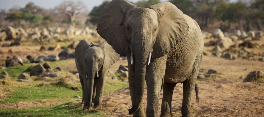 Ruaha River Lodge  - Image 13