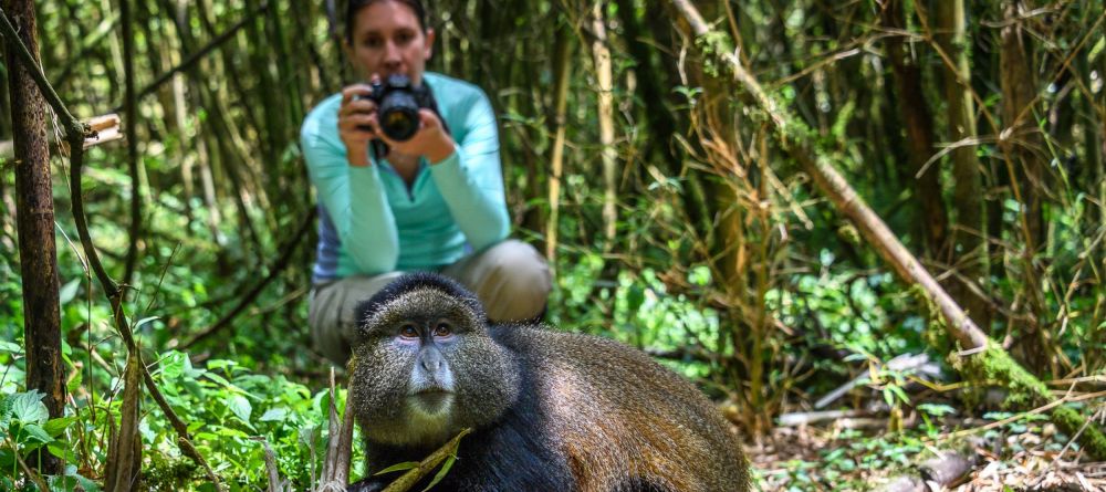 Gorilla trekking - Image 14