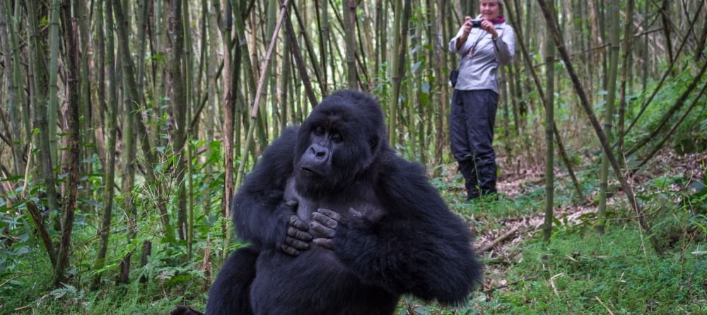 Gorilla trekking - Image 16