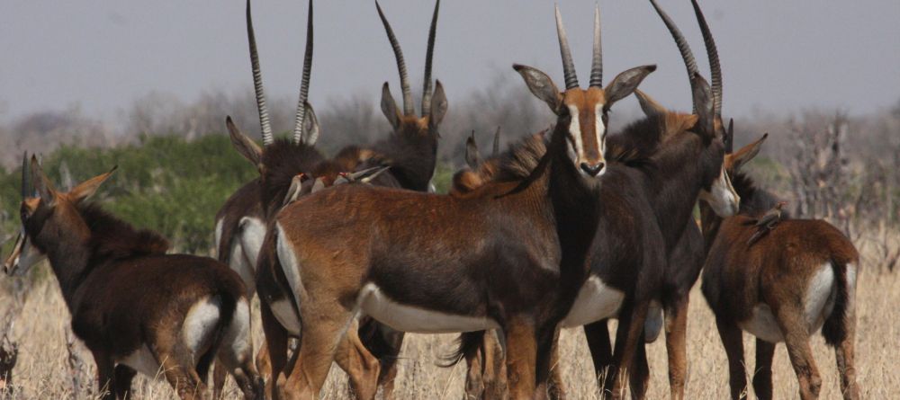 Nehimba Safari Lodge - Sable - Image 5