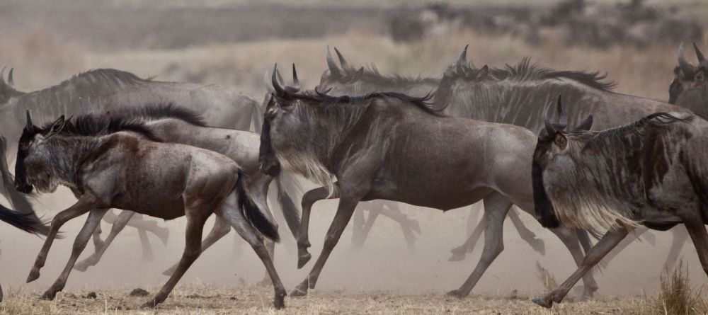 Sala's Camp Wildebeest - Image 10