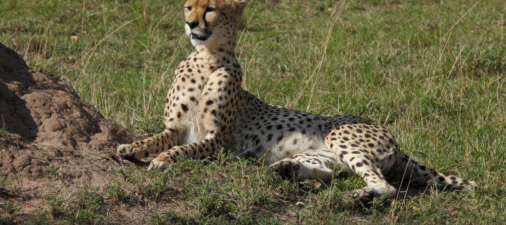 A cheetah sits alertr at Serengeti Bushtops Camp, Serengeti National Park, Tanzania - Image 1