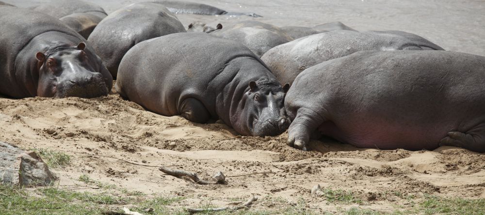 Hippos soak up sun on the riverbanksr at Serengeti Bushtops Camp, Serengeti National Park, Tanzania - Image 14