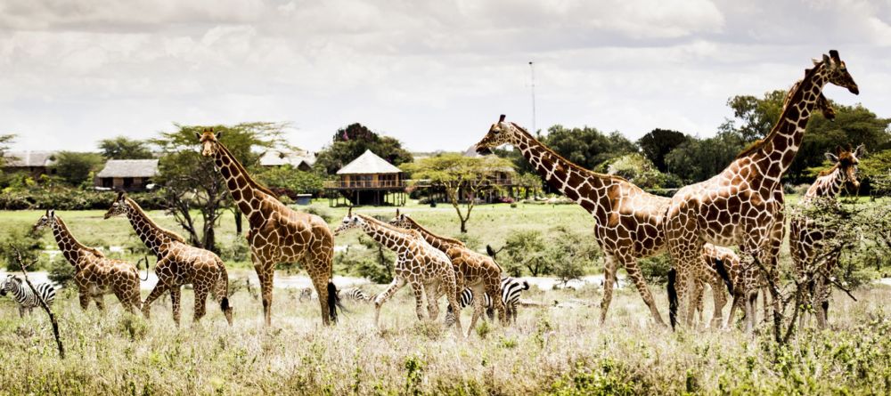 Giraffes - Image 4