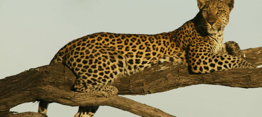 Zarafa Camp, Linyanti Wetlands, Botswana - Image 15