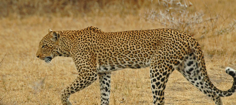 A leopard at Lake Manze Tented Camp, Selous National Park, Tanzania - Image 13