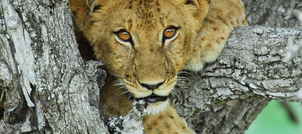 A lion cub climbing a tree at Lake Manze Tented Camp, Selous National Park, Tanzania - Image 14