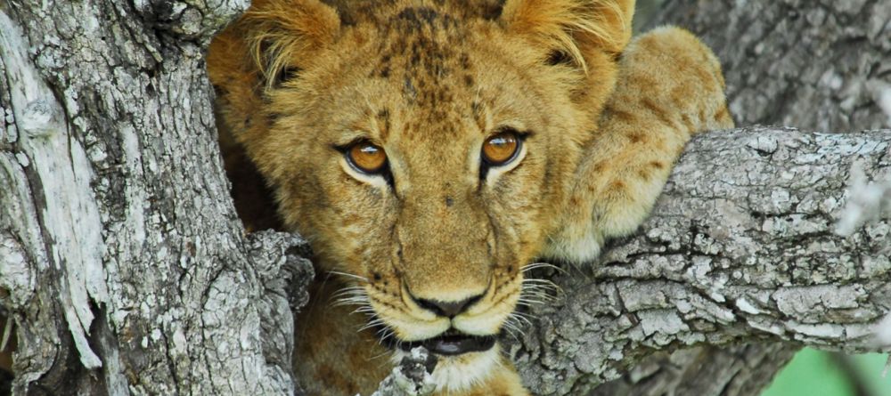 Kiba Point, Selous National Park, Tanzania - Image 10