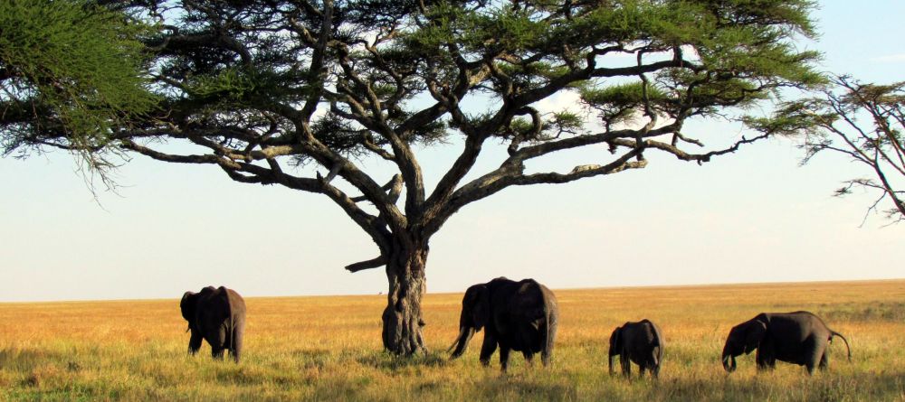 Songa Tented Camp - Image 4